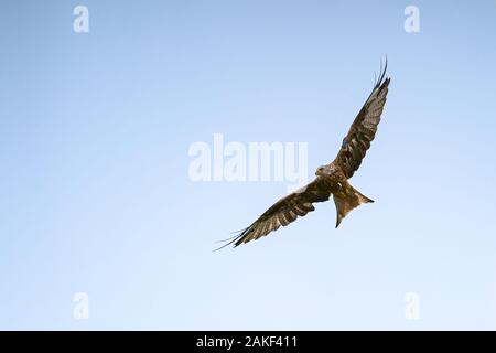 Red Kite volare in un cielo blu, RSPB Tollie Red Kite Center, Scozia, Regno Unito Foto Stock