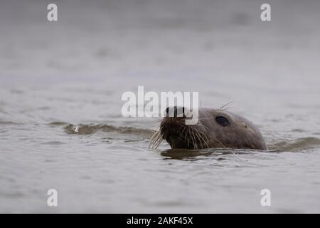 Guarnizione grigio alzando la testa sopra l'acqua, Newburgh, Aberdeenshire, Scotland, Regno Unito Foto Stock