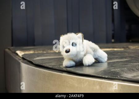 Giocattolo soffice per bambini, cucciolo di lupo / cucciolo / cucciolo – eventualmente perso – ritiro bagagli / nastro trasportatore caros ritiro bagagli all'aeroporto di Ginevra. (115) Foto Stock