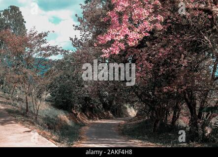 Foresta con wild himalayan sakura cherry blossom fiore. fioritura flora rosa tree Foto Stock