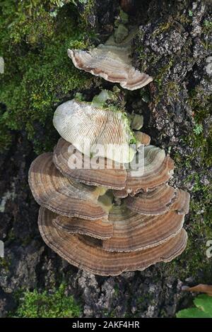 Trametes betulina noto come senza branchie polypore, betulla mazegill o multicolore polypore gill, fungo con proprietà medicinali dalla Finlandia Foto Stock