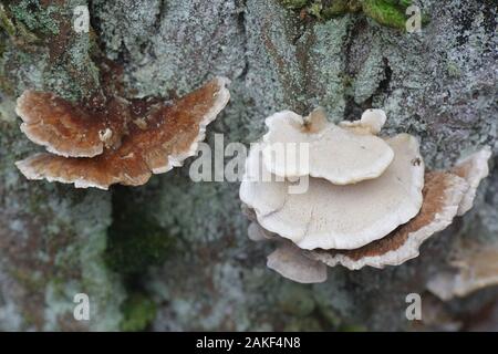 Trametes ochracea, noto come staffa di ocra fungo, funghi dalla Finlandia Foto Stock