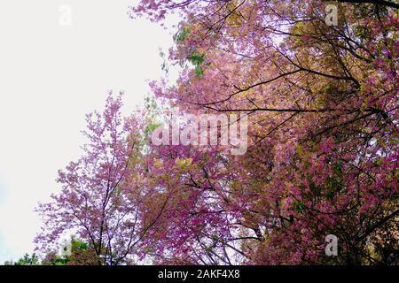 Wild himalayan sakura cherry blossom fiore. fioritura flora rosa albero nel parco. Prunus Cerasoides Foto Stock