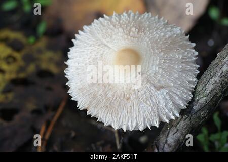 Lepiota clypeolaria, noto come lo scudo dapperling o shaggy-sgambate Lepiota, funghi dalla Finlandia Foto Stock