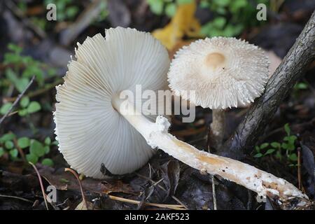 Lepiota clypeolaria, noto come lo scudo dapperling o shaggy-sgambate Lepiota, funghi dalla Finlandia Foto Stock