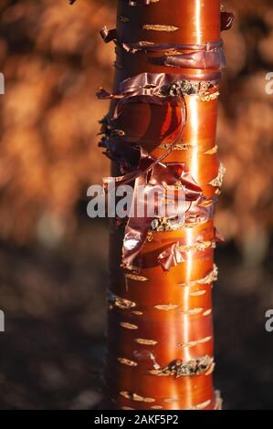La corteccia di mogano di prunus serrula (ciliegio tibetano) brilla alla luce diretta del sole. Foto Stock