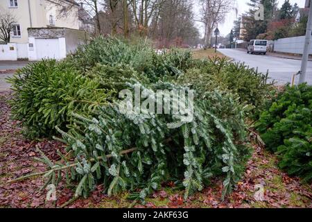 Norimberga, Germania - 08 Gennaio 2020: secco e vecchi alberi di Natale sono giacenti presso un punto di raccolta in una zona residenziale al fine di essere raccolti da p Foto Stock