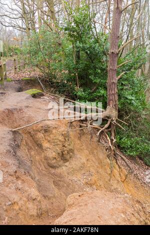 Albero con radici esposte West End Common, vicino Esher, Surrey. INGHILTERRA (115) Foto Stock