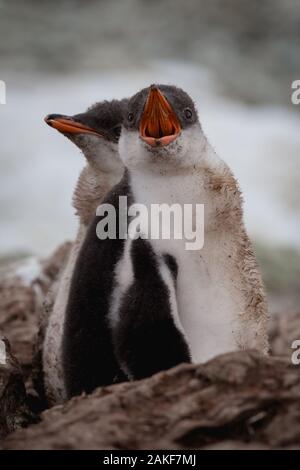 Coppia di Gentoo baby pinguini sulla pietra nest in Antartide, Isole Argentine. Foto Stock