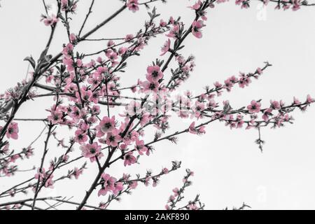 Prunus persica, albero di pesco in fiore Foto Stock