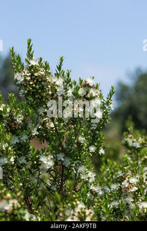 Myrtus communis, il comune di mirto, è una specie di pianta flowering nella famiglia di mirto Myrtaceae. È un arbusto sempreverde nativo di Europa meridionale Foto Stock