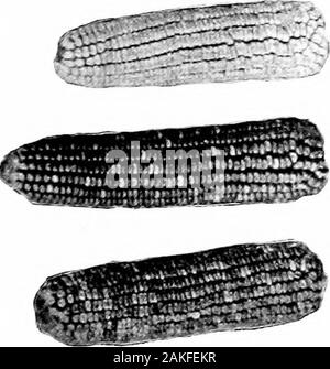 Southern raccolti di campo (esclusiva di piante foraggere) . -R-&GT;^ ^^c:-- -^^^IIC^ :::r;: X^ ^i^r:: 2^- :; €^- - ?? ?-- - ,;-.-3 - .^;rV -:  ;;- - -•-- ---:r7:;^: ^-^::r.^ ^B^-?^^^ ::;- . : Ji&GT;^ z --U. -^ -3 in modo 124 SOUTTJERN raccolti di campo Foto Stock