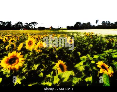 Un campo di girasoli, vicino a Lamberhurst, Kent, England, Regno Unito Foto Stock