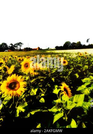 Un campo di girasoli, vicino a Lamberhurst, Kent, England, Regno Unito Foto Stock