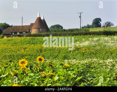 Un campo di girasoli, vicino a Lamberhurst, Kent, England, Regno Unito Foto Stock