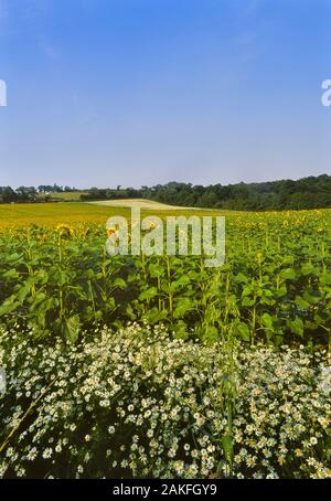 Un campo di girasoli, vicino a Lamberhurst, Kent, England, Regno Unito Foto Stock