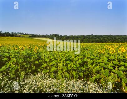 Un campo di girasoli, vicino a Lamberhurst, Kent, England, Regno Unito Foto Stock