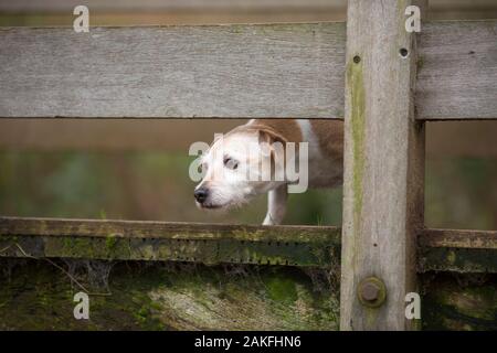 Kidderminster, Regno Unito. 9 gennaio, 2019. Regno Unito: meteo su un altro giorno di pioggia costante di docce in Worcestershire, questo terrier cane è il peering attraverso le rotaie in legno di un paese ponte pedonale, controllare l'aumento dei livelli delle acque del torrente sotto, contemplando una paletta o una nuotata! Vista frontale ravvicinata di un entusiasta cane sulla passeggiata invernale. Credito: Lee Hudson Foto Stock