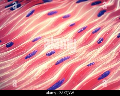 Miociti, gruppo di cellule di muscolo liscio Foto Stock