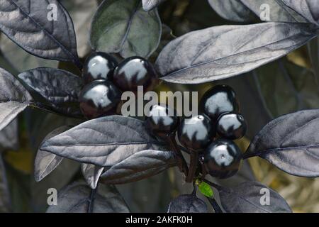 Black Pearl pepe ornamentali (Capsicum annuum 'Perla nera') Foto Stock