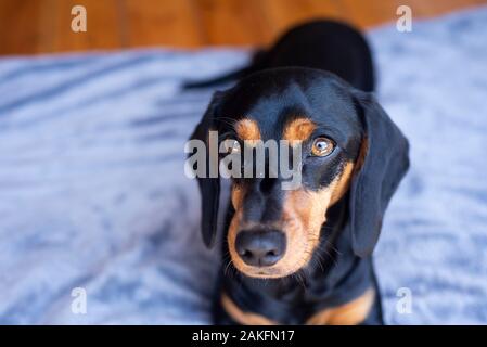 Black And Tan Dachshund, Durban, Sudafrica Foto Stock