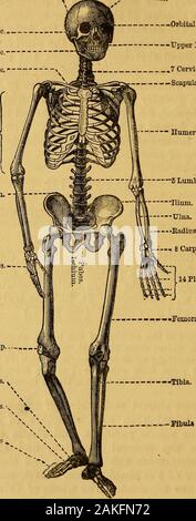 Uno Scheletro Di Ossa In Una Forma Umana Anatomia Di Una Persona In Una Gabbia Appesa Al Di Fuori Del Clink Prison Museum Di Londra Centrale Attrazioni Turistiche Foto Stock Alamy