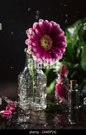 Gerbera fiore rosa Foto Stock