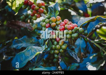 I chicchi di caffè maturazione su albero in Chiang Mai nel nord della Thailandia. Foto Stock