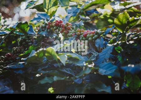 I chicchi di caffè maturazione su albero in Chiang Mai nel nord della Thailandia. Foto Stock