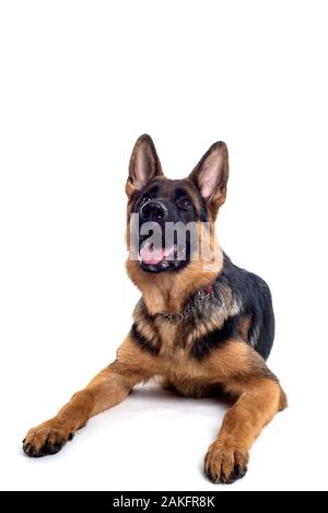 Pastore Tedesco in studio Foto Stock