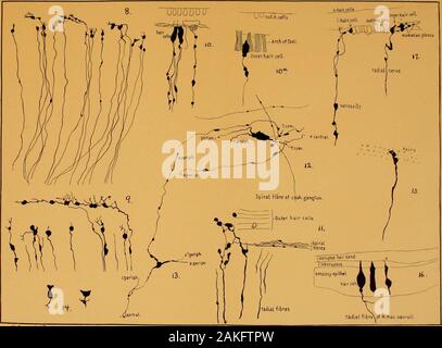 Ufficiale di morfologia . ylarge varici. Htnk. obj. 5, Obh. cam. Fig. II. Una vista in pianta di una porzione della plexus di nervi in Cortianorgan. Una fibra è visto per piegare su off e immettere il bundle a spirale. Fig. 12. Un ganglio singola cella avente tre periferici di processi e processo onecentral. PItnk. 5. Fig. 13. Una cella multipolare da un 14 cm. embrione con quattro periferiche-pro cesses. Htnk. obj. 4, Obh. cam. Fig. 14. Due celle dalla Macula sacculi di un 14 cm. feto con loro ner-vous prolungamenti. Htnk. obj. 5, Obh. cam. Fig. 15. Un capello-cella dalla seconda fila di celle esterno e il suo Foto Stock