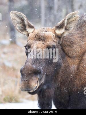 Bull Moose con scesa palchi closeup in piedi nella foresta con la neve cade in Canada Foto Stock