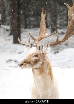 Daini stag (Dama Dama) con grandi corna pone in un campo invernale in Canada Foto Stock