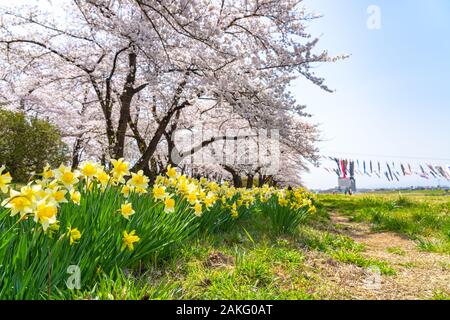 Kitakami Tenshochi Park Cherry Blossoms Matsuri festival nella stagione primaverile giornata di sole. i visitatori godere il bellissimo fiore rosa sakura fiori. Foto Stock