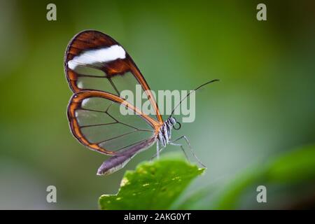 Un Glasswing Butterfly (Greta Oto) appoggiata su una foglia verde Foto Stock