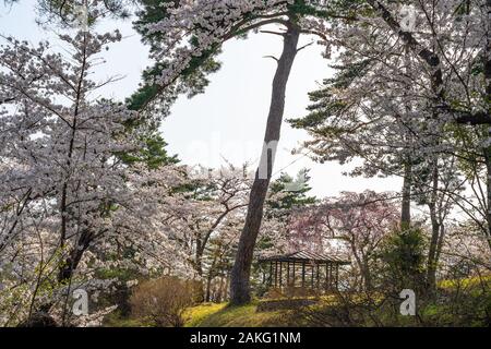 Folklore Michinoku villaggio nella stagione primaverile giornata di sole. Kitakami Tenshochi Park Cherry Blossoms Matsuri festival. Kitakami, nella prefettura di Iwate, Giappone Foto Stock