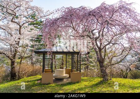 Folklore Michinoku villaggio nella stagione primaverile giornata di sole. Kitakami Tenshochi Park Cherry Blossoms Matsuri festival. Kitakami, nella prefettura di Iwate, Giappone Foto Stock
