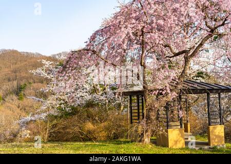 Folklore Michinoku villaggio nella stagione primaverile giornata di sole. Kitakami Tenshochi Park Cherry Blossoms Matsuri festival. Kitakami, nella prefettura di Iwate, Giappone Foto Stock