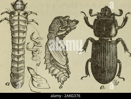 Relazione annuale dei coltivatori di frutta " Associazione di Ontario, 1898 . Fig. 29. Fig. 30. 4. Effettuare questa natura-studio base di lezioni di composizione e colloqui informali, wheregood forma inglese e stile deve essere chiesto insistentemente. Un bambino pieno di entusiasmo per asubject non può aiutare ma parlare e scrivere troppo, se così richiesto. Lasciate andforeign astratto argomenti da solo fino a quando la sua lettura è diventata più ampia e la sua mente più pienamente sviluppato 58 Società Entomologica.. Fig. 31, grub pupa e beetle (Passalus Cornutus). L'espressione logica del sequencesin lo sviluppo nella vita di insetto, se repeatedfrequently, Foto Stock
