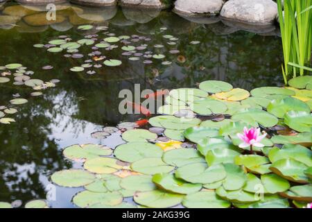 lily pad in laghetto artificiale in un giardino estivo e pesci koi Foto Stock