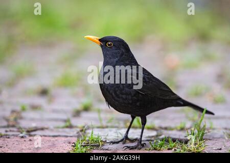 Merlo comune (Turdus merula), maschio close-up, Baviera, Germania Foto Stock