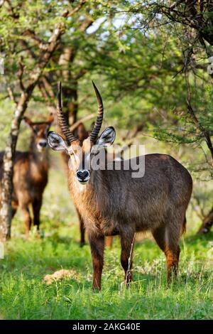 Waterbuck bull, Kobus ellipsiprymnus, corpo pieno ritratto in estate. Foto Stock