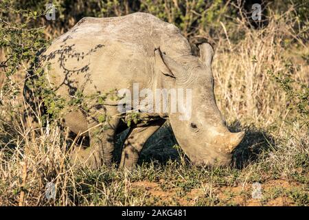 Un rhino mangiare erba nel Hluhluwe - Imfolozi National Park, Sud Africa Foto Stock