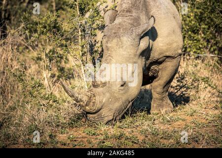 Un rhino mangiare erba nel Hluhluwe - Imfolozi National Park, Sud Africa Foto Stock