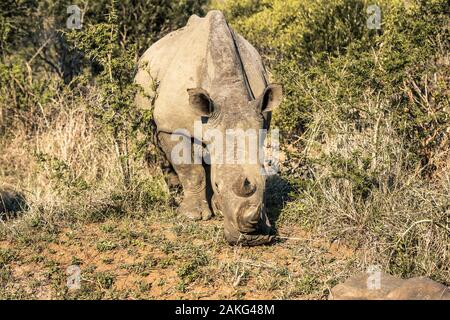 Un rhino mangiare erba nel Hluhluwe - Imfolozi National Park, Sud Africa Foto Stock