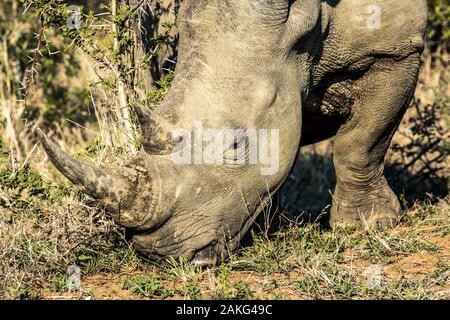 Un rhino mangiare erba nel Hluhluwe - Imfolozi National Park, Sud Africa Foto Stock