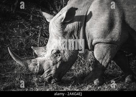 Un rhino mangiare erba nel Hluhluwe - Imfolozi National Park, Sud Africa Foto Stock