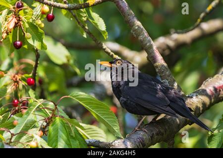 Merlo comune (Turdus merula) maschio seduta in ciliegio, Baviera, Germania Foto Stock