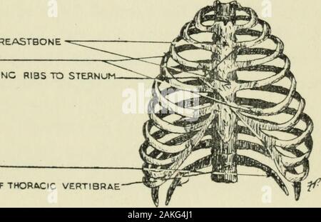 La filosofia di vocal cultura : un libro di testo di vocal formazione e preparazione per la canzone interpretazione . erties ed è in grado di considerare in grado di espansione e di contrazione. Le due principali le ossa in itsframevvork (Fig. 7) sono lo sterno (sterno) davanti eche parte della spina dorsale composta da dodici di respirazione e di controllo della respirazione. 45 tlioracic vertebre. Che si estende dal la spina dorsale in avanti e verso il basso sono le nervature, dodici su ciascun lato, che con la sola eccezione di due su ciascun lato (floating nervature), si estendono tutti semicircularly intorno al corpo verso il basso e terminante in carti- lao-e che c Foto Stock