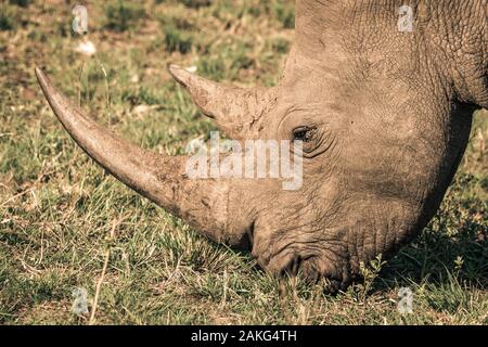 Un rinoceronte bianco mangiare erba durante un safari in Hluhluwe - imfolozi National Park in Sud Africa Foto Stock